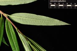 Salix udensis. Narrowly ovate leaf showing lower surface.
 Image: D. Glenny © Landcare Research 2020 CC BY 4.0